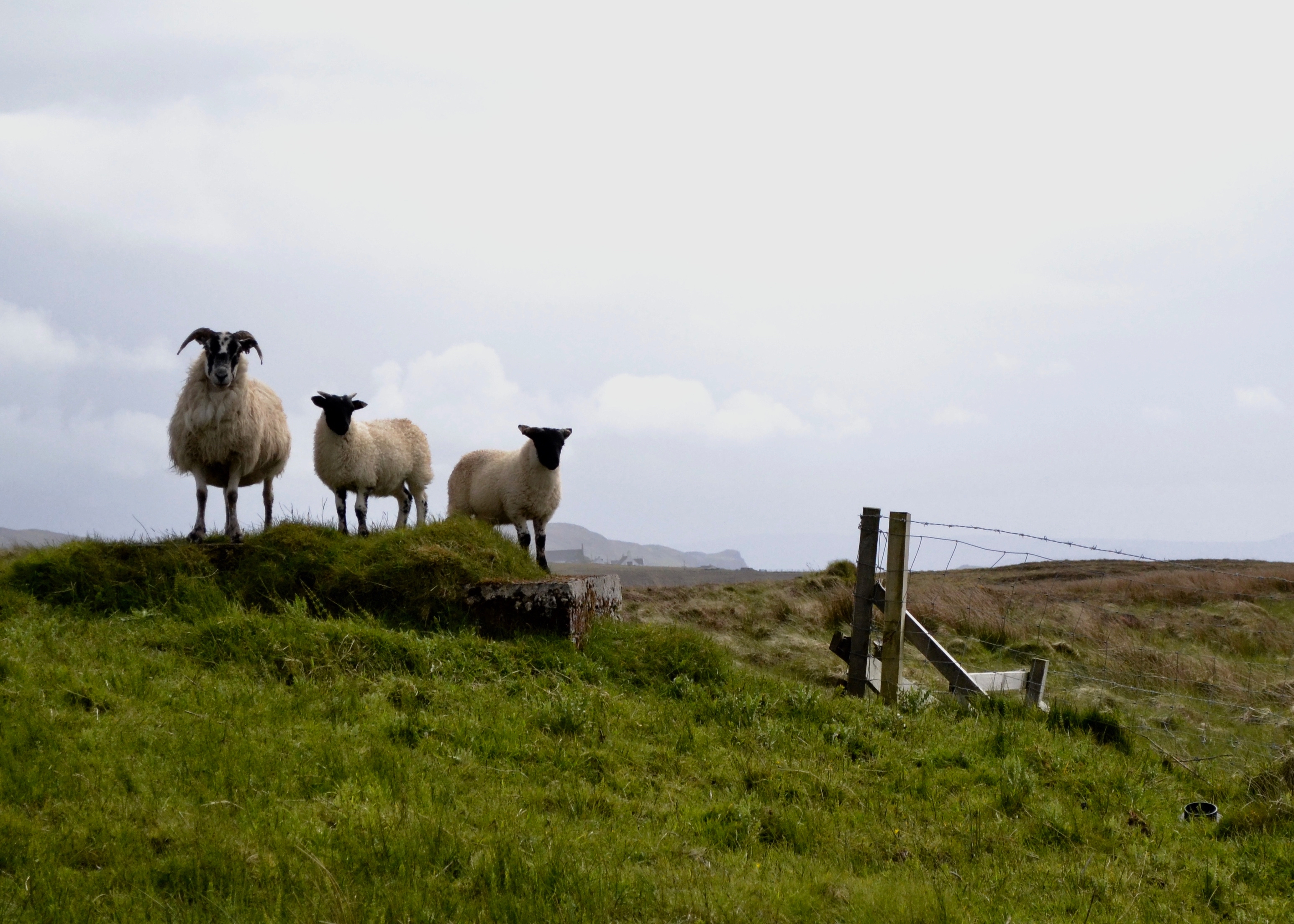 A group of sheep stand near Kilmuir Cemetery on the Isle of Skye, Scotland, June 6, 2015.