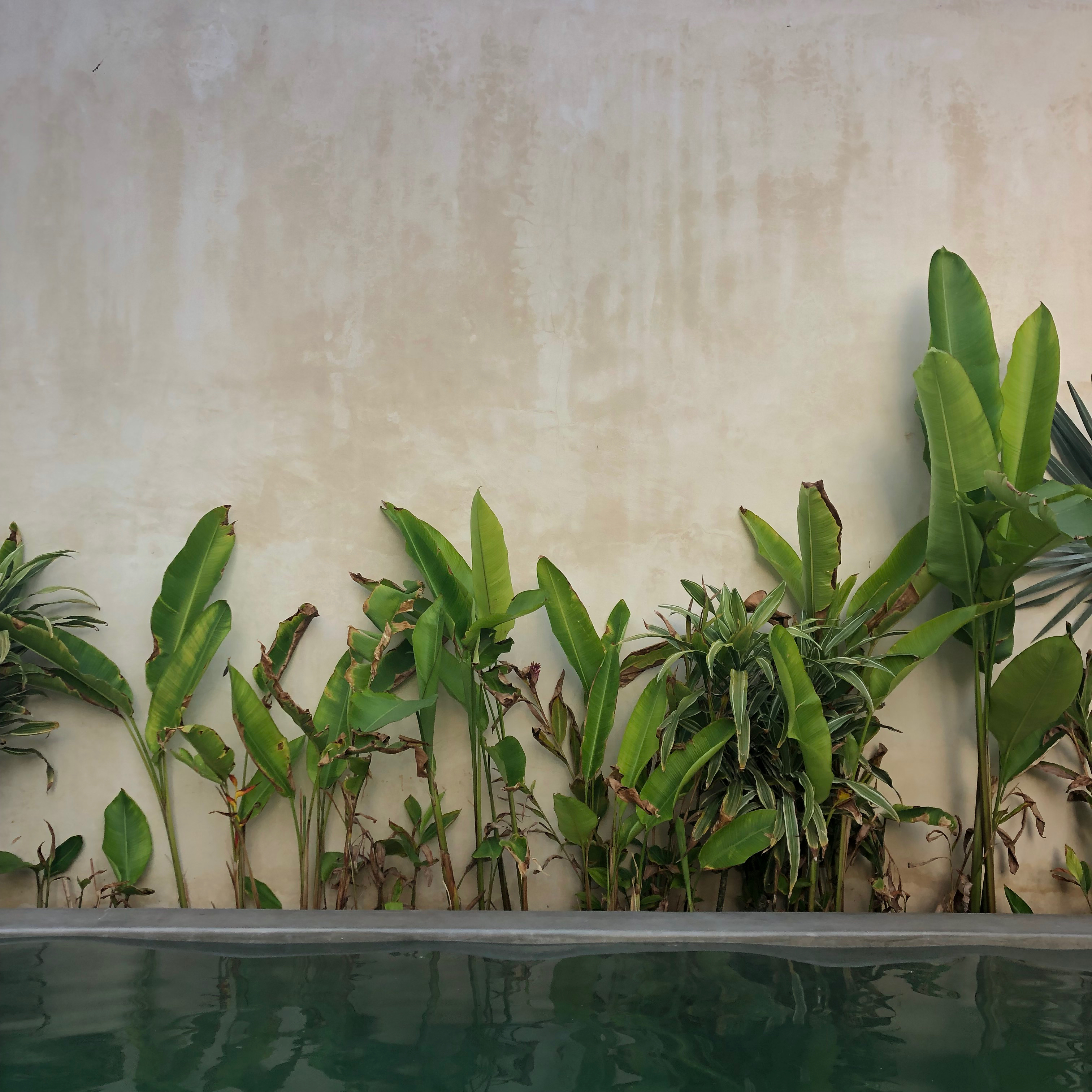Plants growing at the edge of a pool in Cancún, Mexico.